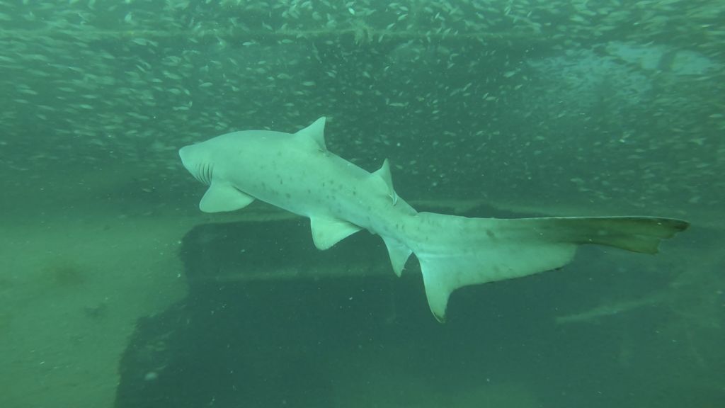 9e5226ff-6352-409a-8442-c622fd99b310