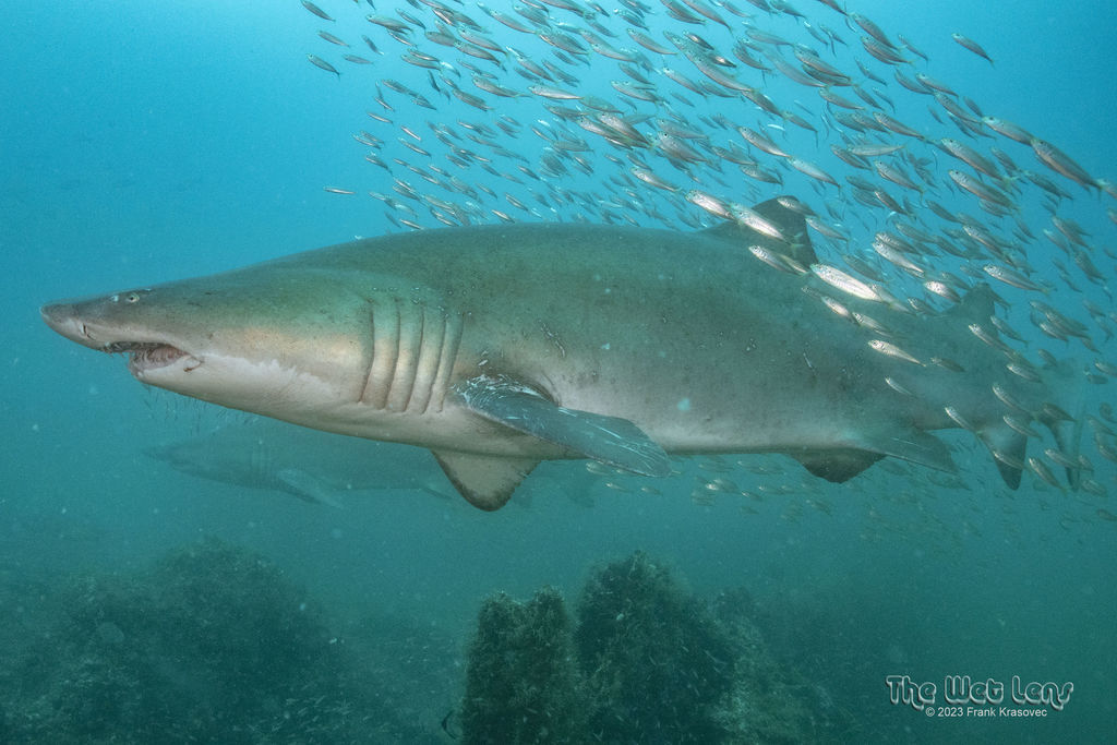 31ced972-d6b7-4af3-9f91-b033bb34ba1a