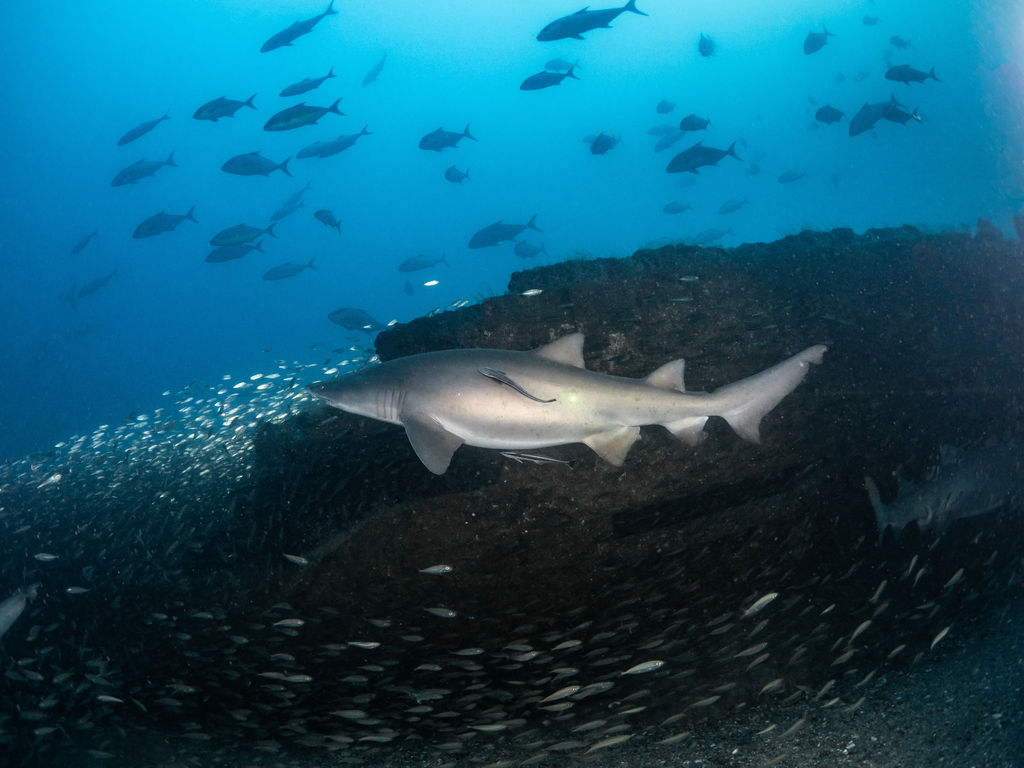 803ce441-e788-4511-8117-d804c55d3228