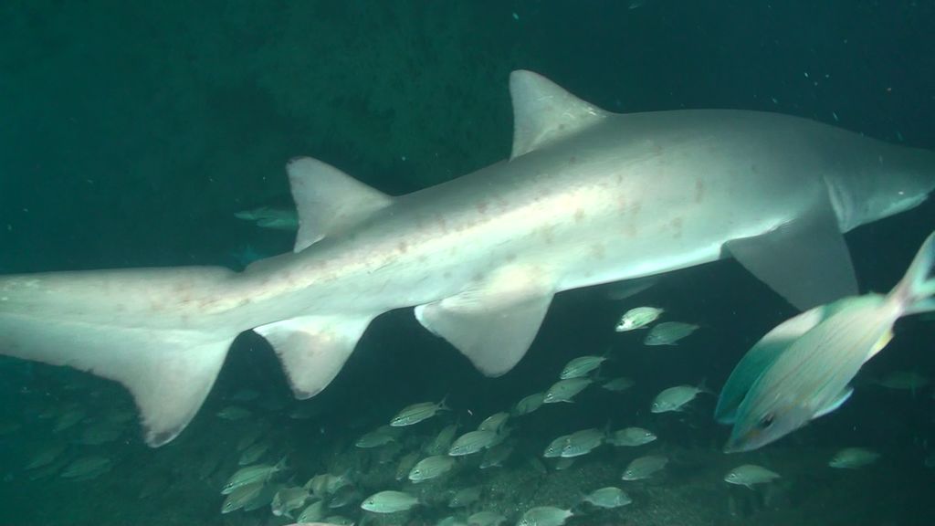 98c9203d-3825-42d1-9e52-acc372f42d6e