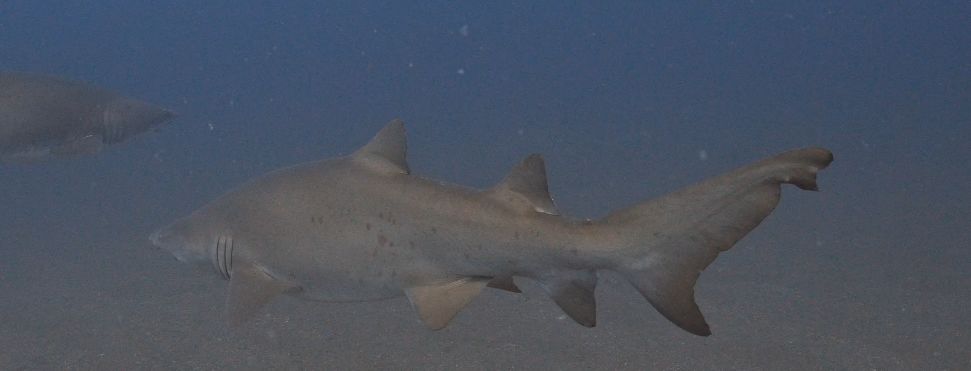 ac2fdbb5-de19-44b2-91d8-3a233e370872