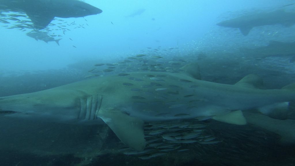 8299fb3c-633f-4f50-ad5c-c7a0b1472312