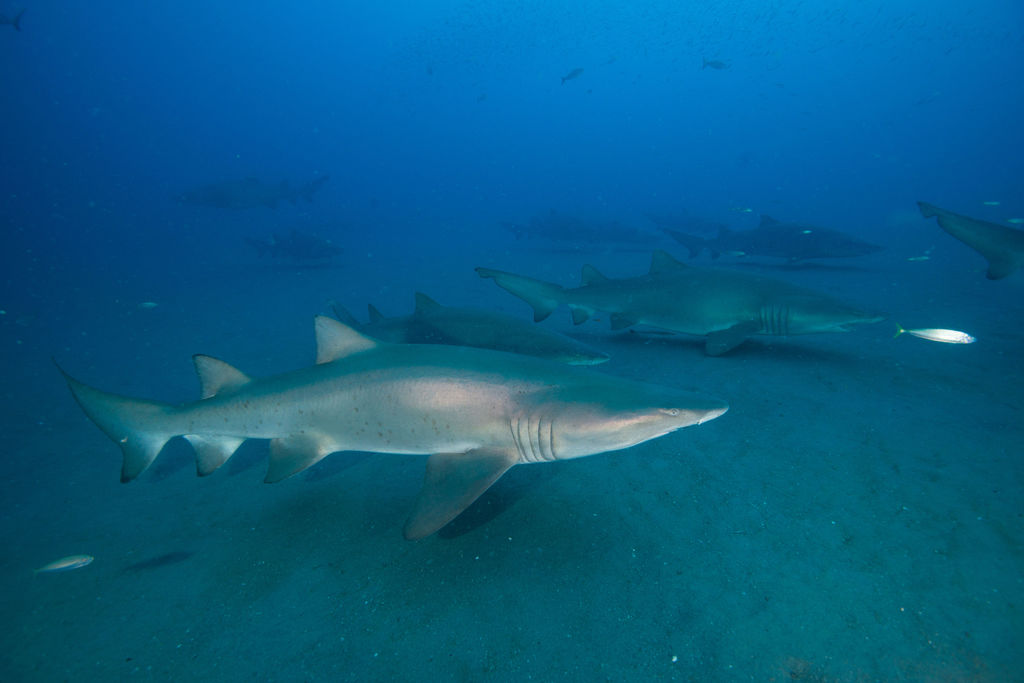 5f997183-0c7f-463a-9f57-a2d73e186e9c