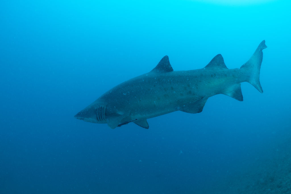 a191e18c-d454-4fc8-87de-37667b8c7c8f