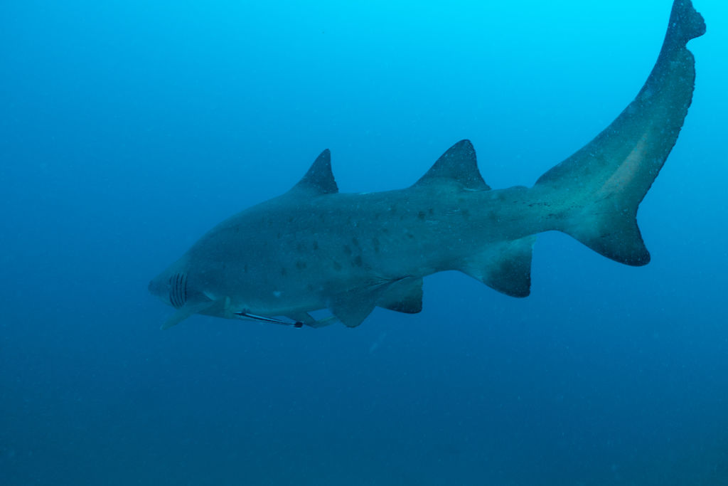 a191e18c-d454-4fc8-87de-37667b8c7c8f