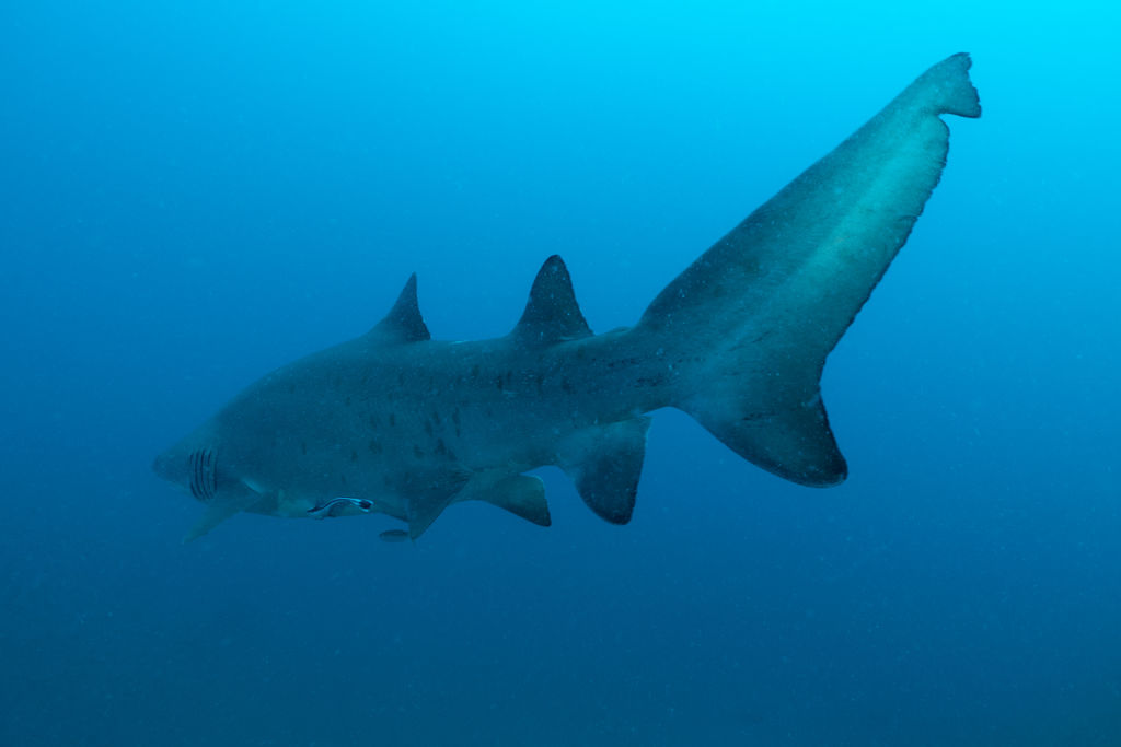 a191e18c-d454-4fc8-87de-37667b8c7c8f