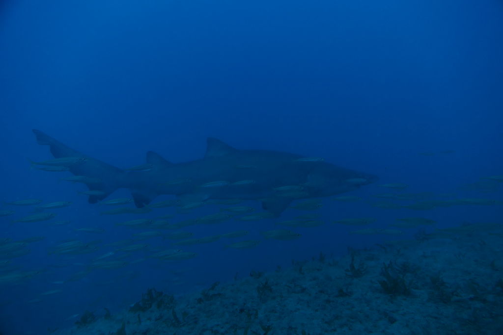 a459bde0-3159-46ae-bde7-8463d3c2ef8e