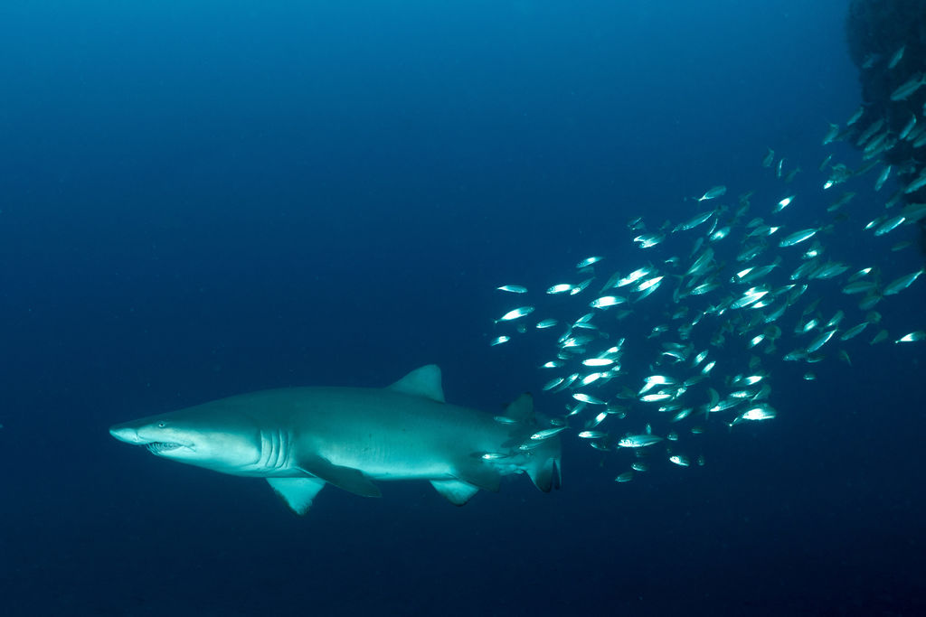 bc4fb02c-64cf-4440-9f61-aab06eb948db