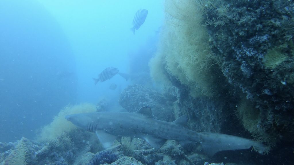 2ad9db52-cb38-41d8-af48-a5bc4c99318c