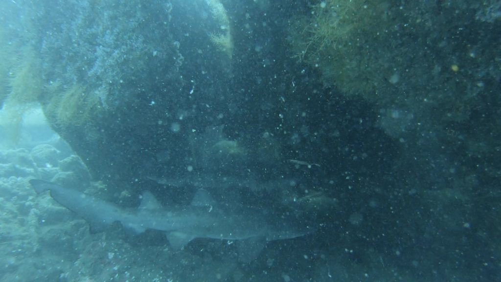 2ad9db52-cb38-41d8-af48-a5bc4c99318c