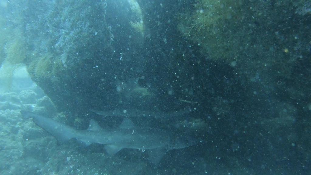 2ad9db52-cb38-41d8-af48-a5bc4c99318c