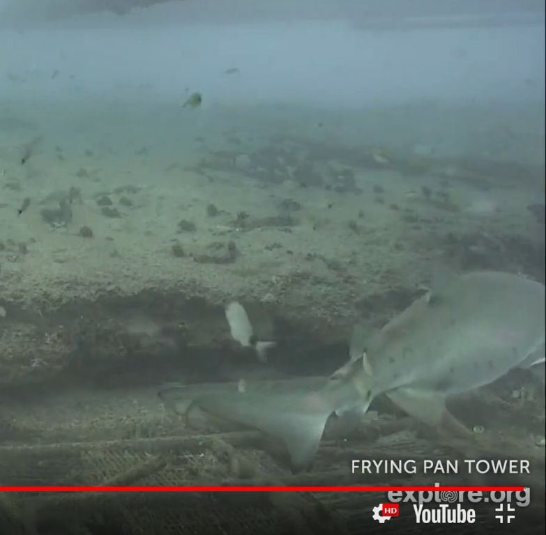 46d2a1fe-aff3-4a47-a9a7-629689ba43bb