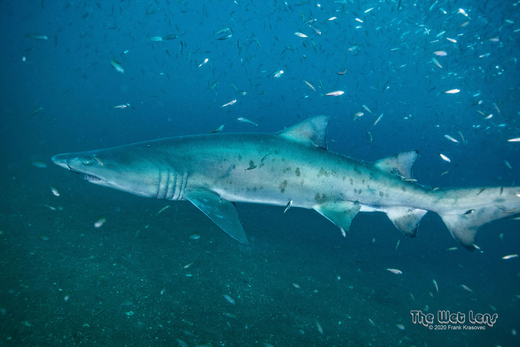 a2c394d1-5054-4959-af63-8a0da0b38d4a