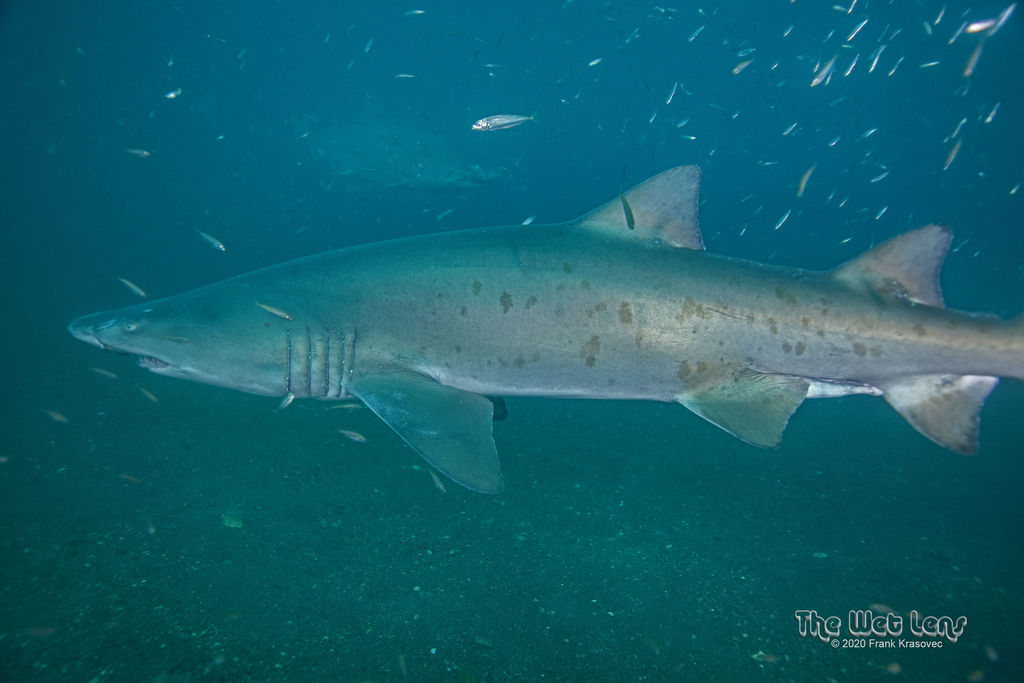 a2c394d1-5054-4959-af63-8a0da0b38d4a