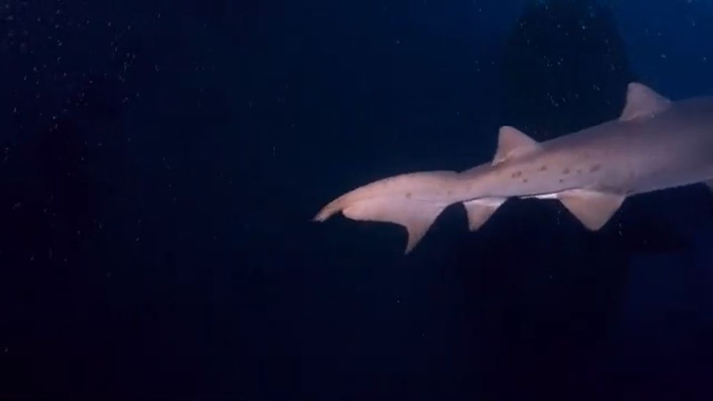 528b89ba-1ec9-41b2-b883-0d5cb99ad18e