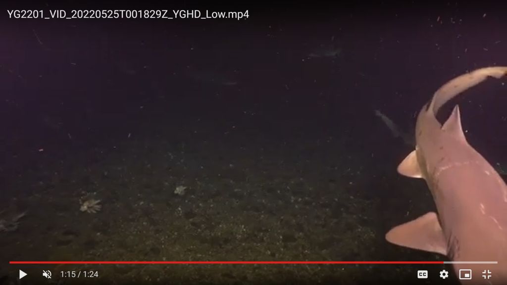 0304c413-2935-4676-a779-f0a1b32e0a06