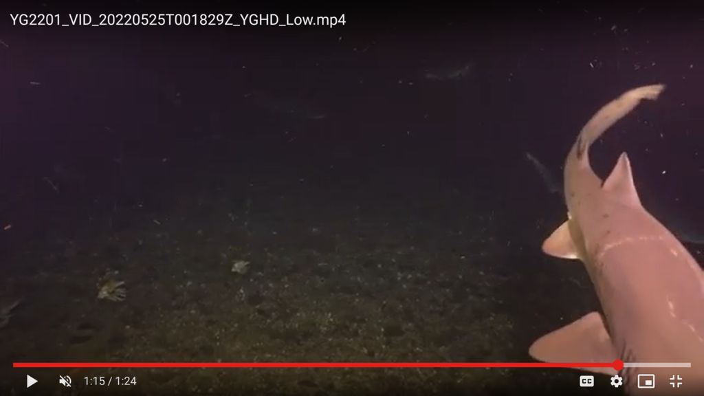 0304c413-2935-4676-a779-f0a1b32e0a06