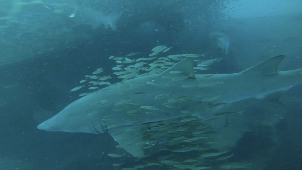 86b24981-8fb1-4b9c-af2b-2b85e5ec9138