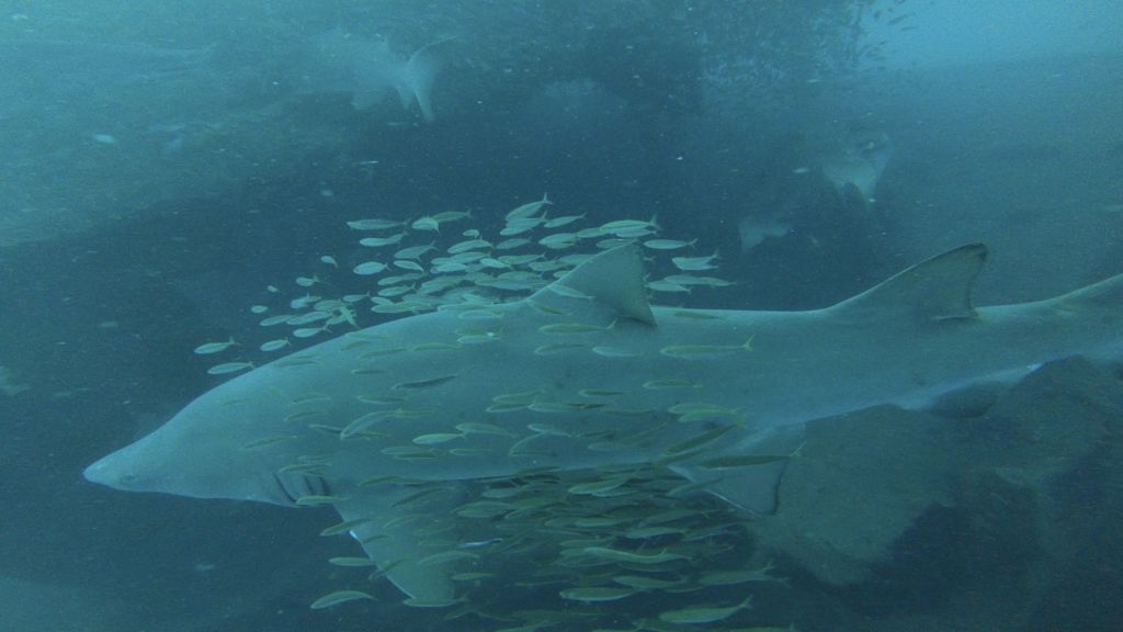 86b24981-8fb1-4b9c-af2b-2b85e5ec9138