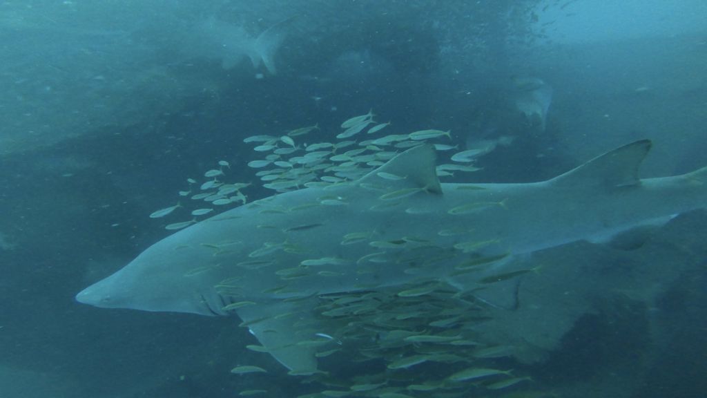 86b24981-8fb1-4b9c-af2b-2b85e5ec9138