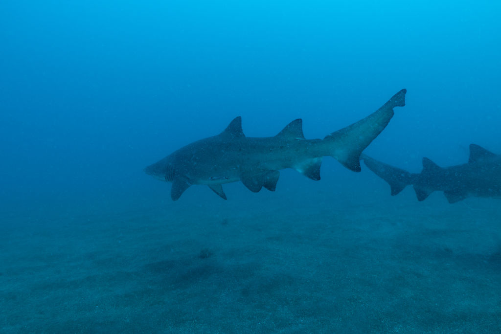 9a2787ef-1d66-4dbd-8307-84d7b58f171f