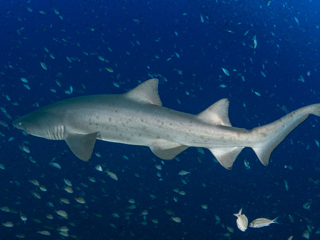 229a0cfb-218e-4505-89a7-6e46c0a6211f