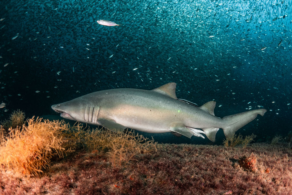 eabfd264-a7a2-452c-9a2a-50499db1d430