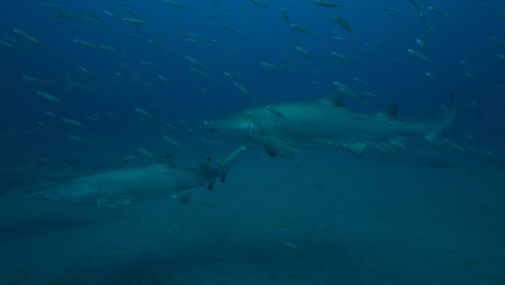 941fcfe3-3007-4636-9564-83fba54d88c7