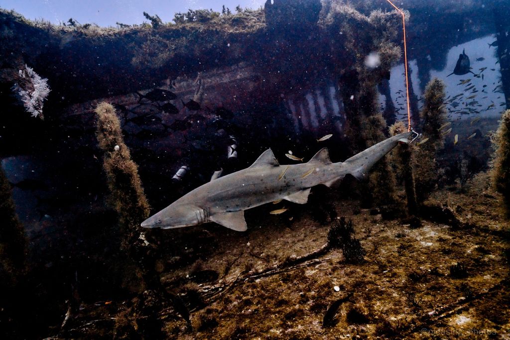 5c109401-c07c-4136-a450-e64ae3bff743