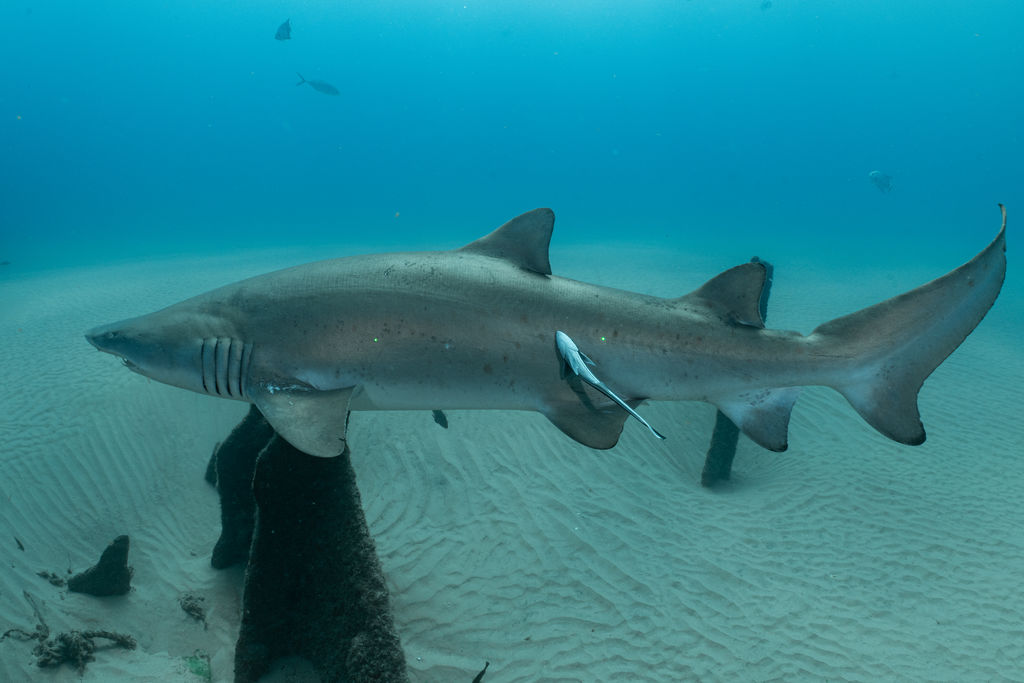 b0b0584f-1278-4394-97d1-af53fa4daabc