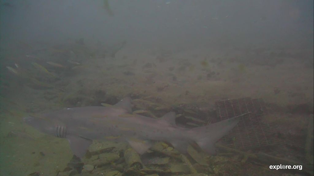 87bcc5af-d71a-425d-b76f-99e6896d45a1