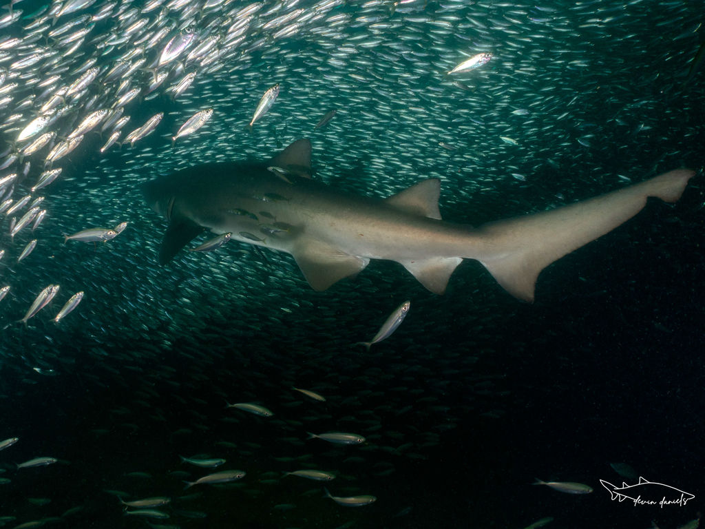 8dc3b782-358b-4ae9-a349-1084588d4027