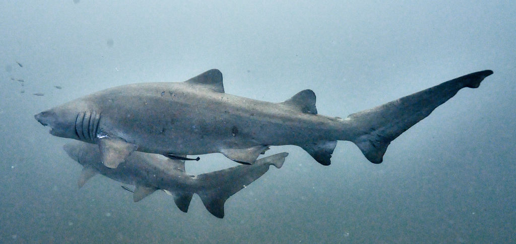 ca9ba046-abf8-412a-bf6e-b8e52995d653