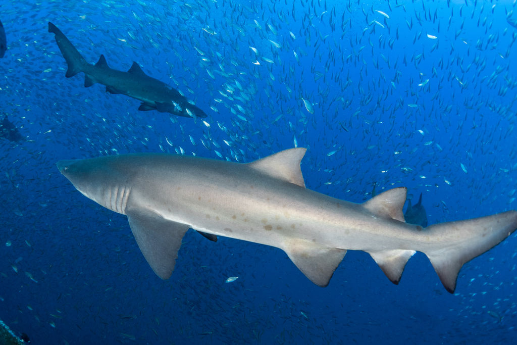 2e4f3273-ead1-45e6-bcab-23a5b3246a67