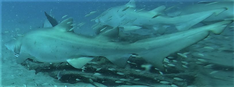 17bff778-9c3e-46a9-a05e-3a8f51041c73