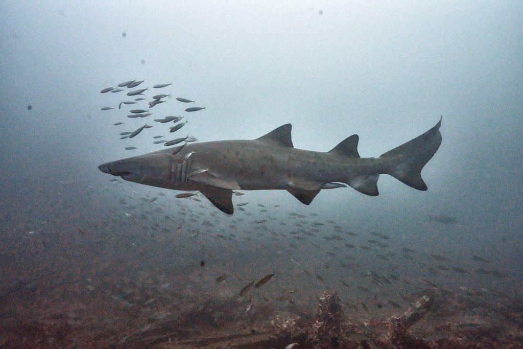 a2c394d1-5054-4959-af63-8a0da0b38d4a