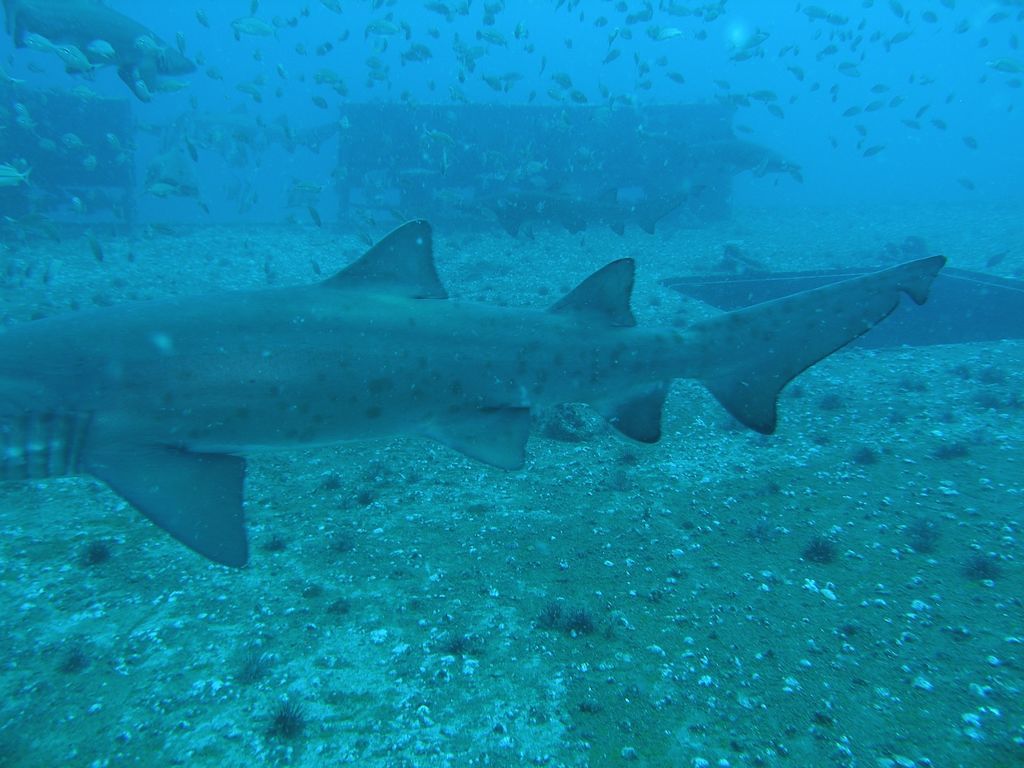 955e50fa-85e1-443c-85ad-f941501c4262