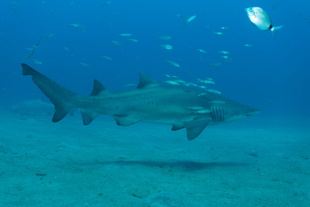 e569316d-b655-41f6-89fe-11865709f544