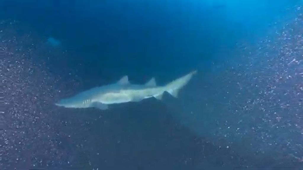 572cbc3f-fc1e-4af4-a669-223db107809a