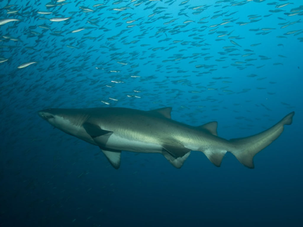 86c08a52-2f42-4cc2-b2c6-7980c94cfcd6