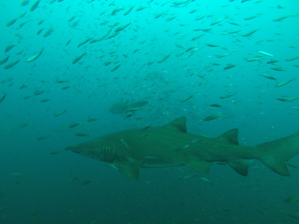 0e0aeebf-d966-4d00-83dd-2ee34d4c472f