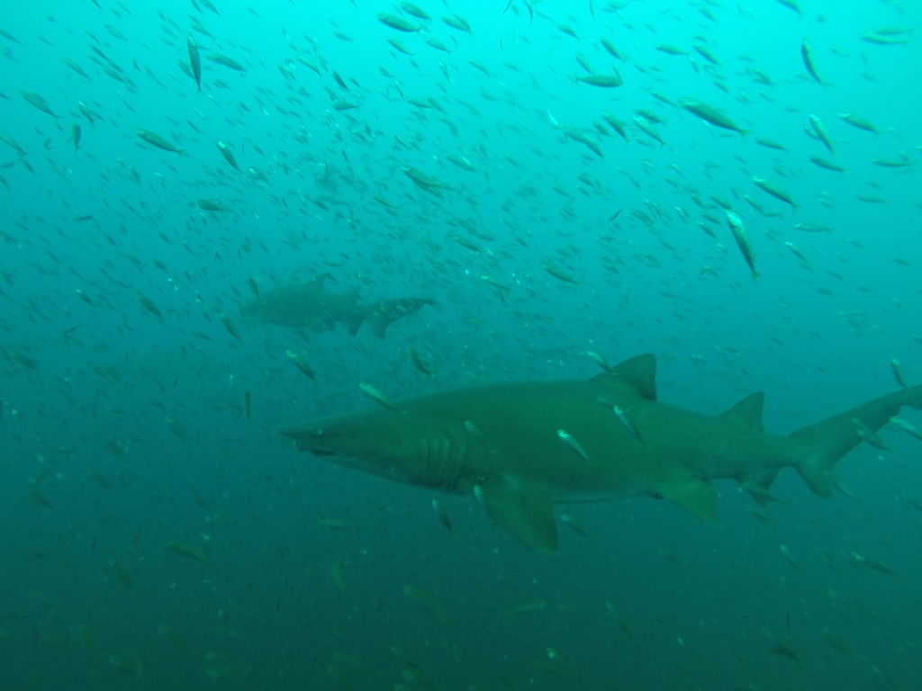 0e0aeebf-d966-4d00-83dd-2ee34d4c472f