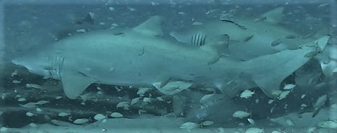 3275fcae-ef45-4492-a356-d2192ea49b0d