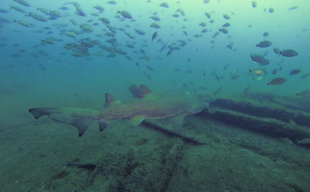 94985365-3660-4ffe-aa43-693f398f6bf5