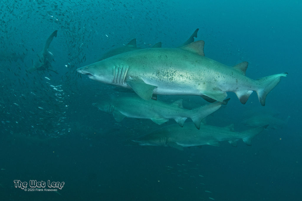 43411a01-2c21-45ef-a804-5ba3a739e4c2