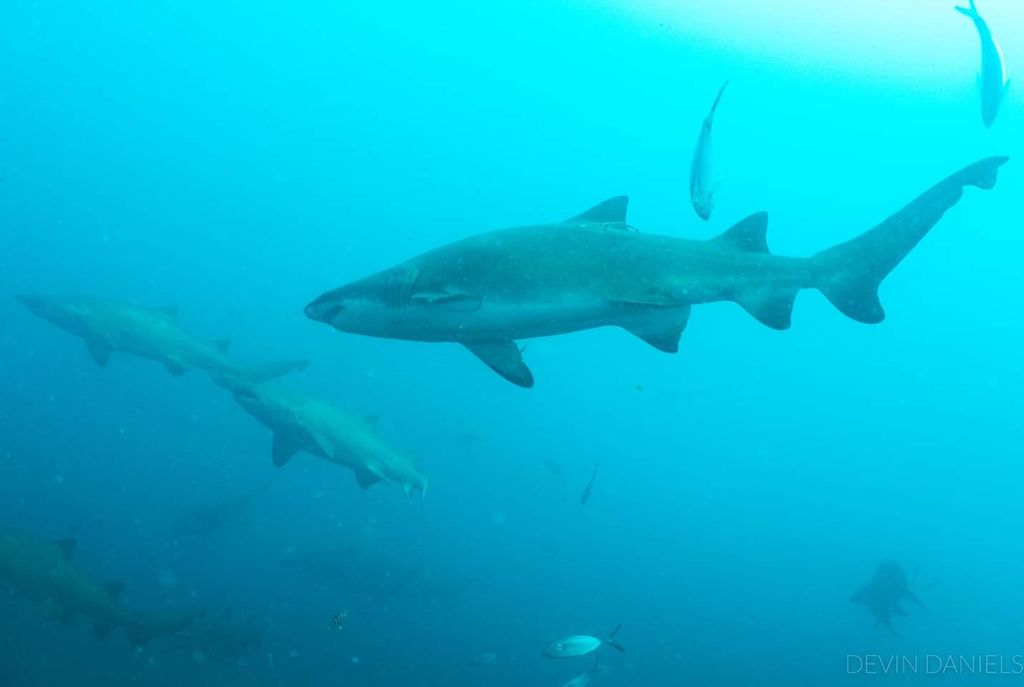 5e8ecd70-baac-4195-90d3-cdb4a44ddc23