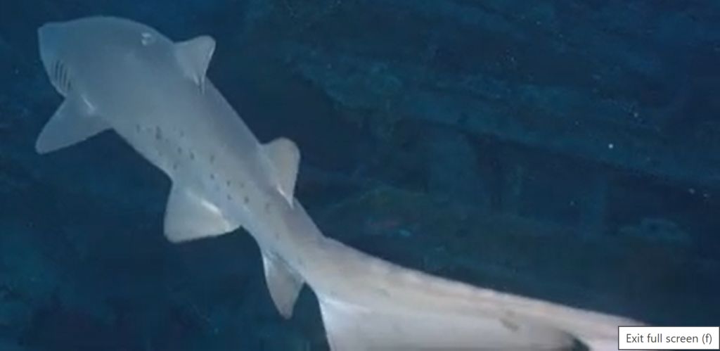 296800fa-bfbc-4447-bfa1-c8ddfe3328ac