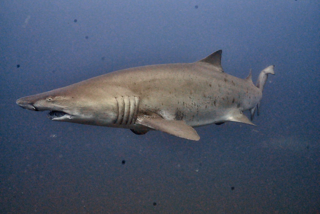 34623e1a-c854-4540-b711-d5d070cb04a1