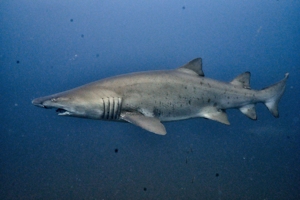 34623e1a-c854-4540-b711-d5d070cb04a1