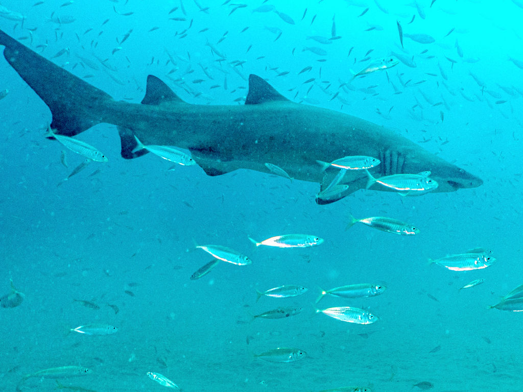 c182e469-25bd-43a4-aff7-ead511ae299b